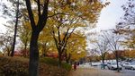 Indahnya Autumn di Seoul Forest, Korea Selatan