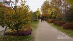 Indahnya Autumn di Seoul Forest, Korea Selatan