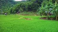 Pemandangan sawah