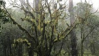 Daerah ini memiliki ketinggian 1.500-2.500 mdpl dengan suhu rata rata 12-19 Celcius. Daerah Ini juga merupakan daerah terdingin ditengah  panas dan teriknya pulau Timor.