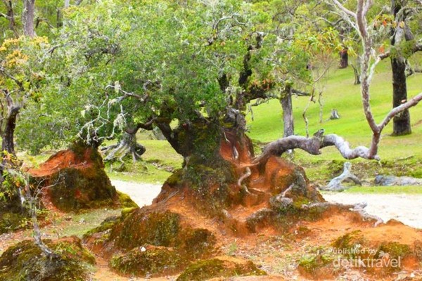 Dari tempat ini kalian bisa mengambil gambar dengan bonsai-bonsai liar yang berumur hingga ratusan tahun.