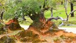 Indahnya Hutan Bonsai dari Fatumnasi