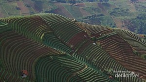 Indahnya Panorama Terasering Panyeweuyan Argapura