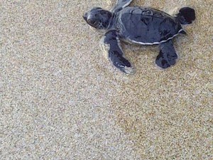 Indahnya Pantai Ujung Genteng, Bikin Tak Mau Pulang!