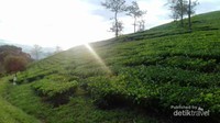 Matahari dibalik hamparan kebun teh