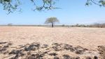 Indahnya Savana Bekol Baluran, Seperti Wallpaper di Komputer