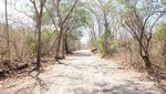 Indahnya Savana Bekol Baluran, Seperti Wallpaper di Komputer