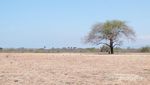 Indahnya Savana Bekol Baluran, Seperti Wallpaper di Komputer