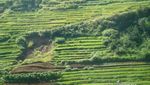 Indahnya Sunrise di Desa Agrowisata Sempu, Pacitan