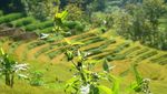 Indahnya Sunrise di Desa Agrowisata Sempu, Pacitan