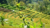 Komoditas cengkeh, kopi, kakao banyak ditanam di sini