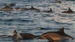 Indahnya Teluk Kiluan yang Berkilauan