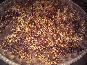 Indonesia Bawa Kopi Luwak ke Venlo World Expo Floriade 2012