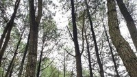 Hamparan pohon pinus yang menjadi daya tarik untuk tempat berfoto.