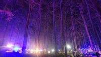 Hutan pinuspun berubah warna saat terkena sinar lampu.