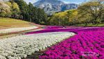 Ini Bunga Shibazakura, Si Cantik dari Jepang