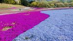 Ini Bunga Shibazakura, Si Cantik dari Jepang