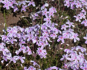 Ini Bunga Shibazakura, Si Cantik dari Jepang