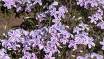 Ini Bunga Shibazakura, Si Cantik dari Jepang