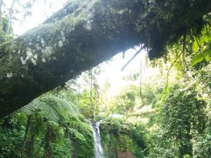 Ini Curug Nangka yang Indah dari Bogor, Pernah ke Sini?
