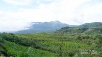 Puncak Gunung Talang yang terlihat dari perkebunan teh.