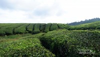 Hijaunya perkebunan teh seluas mata memandang.