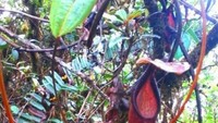 Pohon Kantong Semar yang banyak tumbuh di Gunung Masurai