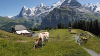 Panorama Schilthorn (Switzerland Tourism)