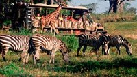Animal Kingdom (disneyworld.disney.go.com)