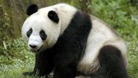 Panda di Adeliade Zoo (marketaustralia.info)