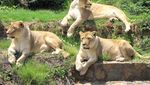 Ini Dia 5 Kebun Binatang Terbaik di Dunia!