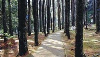 Jalan setapak di Taman Hutan Juanda (disparbud.jabarprov.go.id)