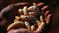 Belatung (sumber: lonelyplanet.com)