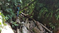 Untuk menuju Nyarai kita harus wajib didampingi oleh pemandu lokal