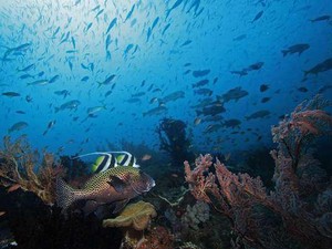 Ini Dia Alasan Mengapa Alam Indonesia Timur Paling Indah