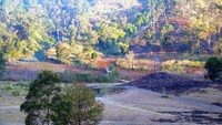 Sapi lokal