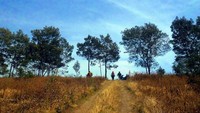 Taman bunga di perjalanan pulang