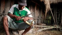 labu yang telah di pilih akan di potong sesuai