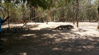 Komodo dan rusa yang berkeliaran bebas
