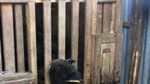 Ini Dia Luwak di Lampung, Penghasil Kopi Paling Nikmat Sedunia
