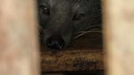 Ini Dia Luwak di Lampung, Penghasil Kopi Paling Nikmat Sedunia