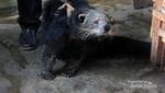 Ini Dia Luwak di Lampung, Penghasil Kopi Paling Nikmat Sedunia