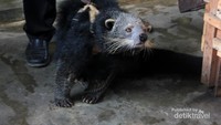 Lala, si luwak besar dari Liwa.