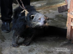 Ini Dia Luwak di Lampung, Penghasil Kopi Paling Nikmat Sedunia