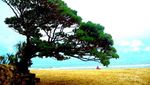 Ini Dia Pantai Indah di Gunungkidul untuk Libur Lebaran