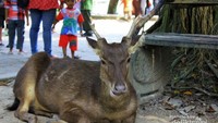 Rusa Jinak yang Bebas Berkeliaran
