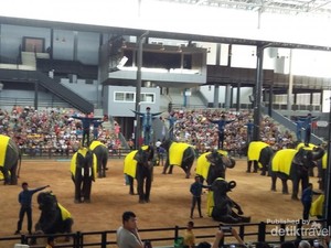 Ini Dia Pertunjukan Gajah Paling Memukau