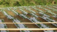 Kebun strawberry