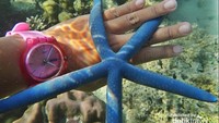 Bintang laut biru di pantai sekitar Pahawang Kecil