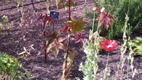Bunga poppy (sumber: north-east-of-england.com)